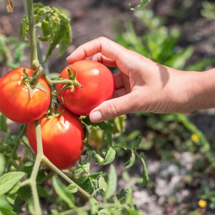 Can Tomato Plants Have Too Much Calcium Which Amount Is Ideal 