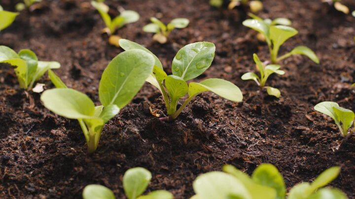 What Grows Well In Red Soil A Complete List