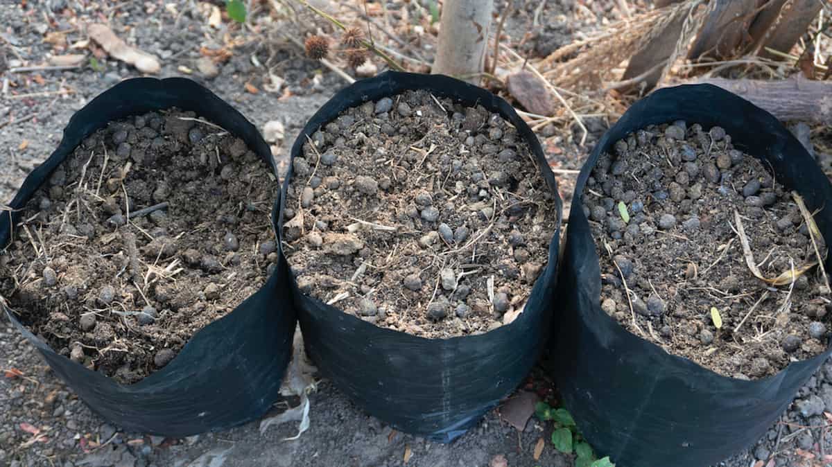 https://gardeningwithallie.com/wp-content/uploads/2022/06/Pros-And-Cons-Of-Grow-Bags-2.jpg