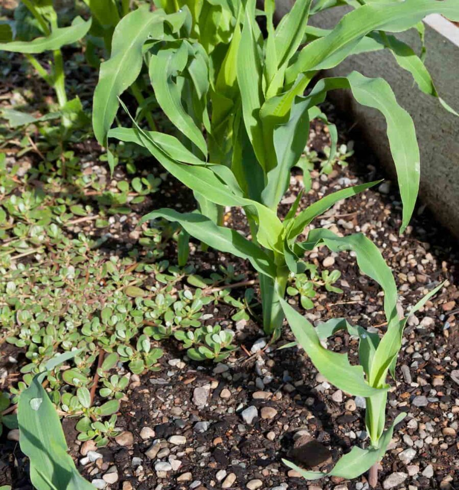 Growing Corn In A Raised Garden Bed – A Complete Guide