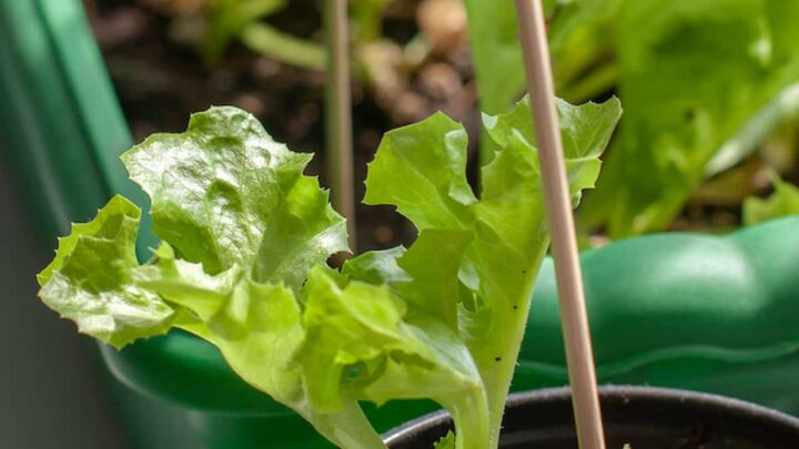 When To Remove Humidity Dome From Seedlings – A Timeline