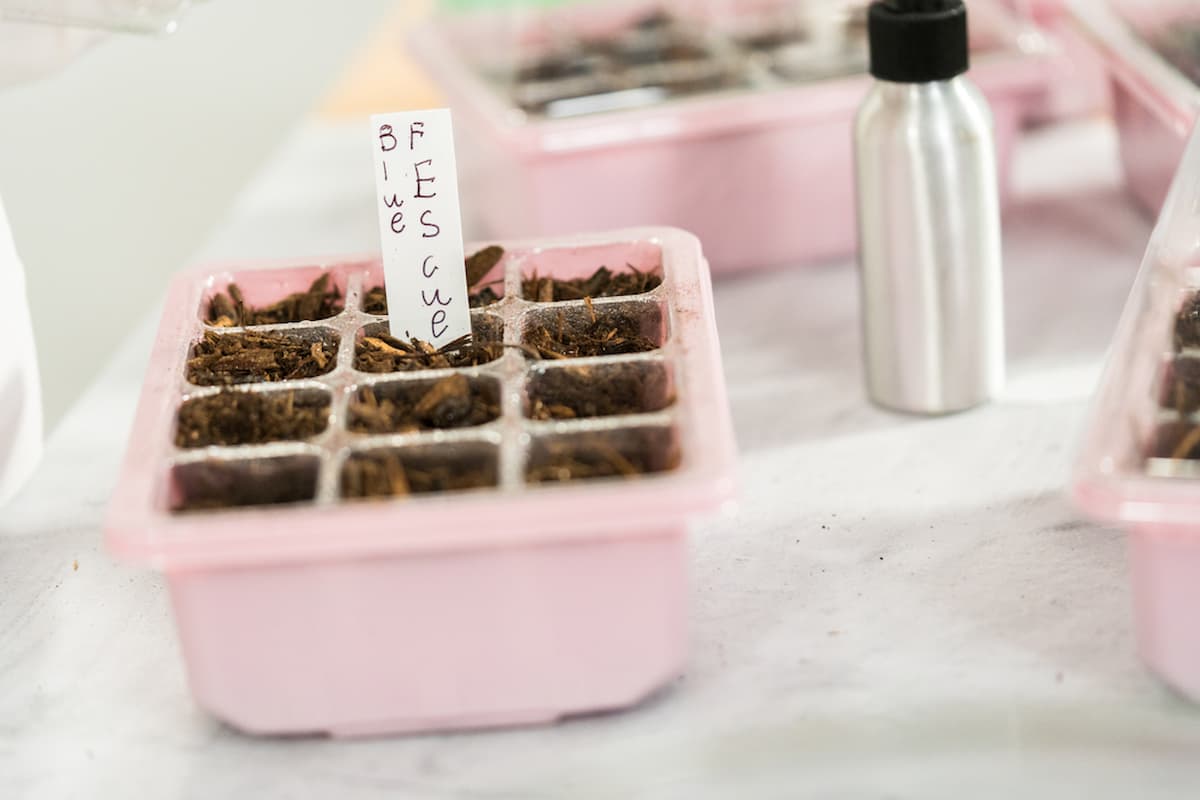 When To Remove Humidity Dome From Seedlings – A Timeline