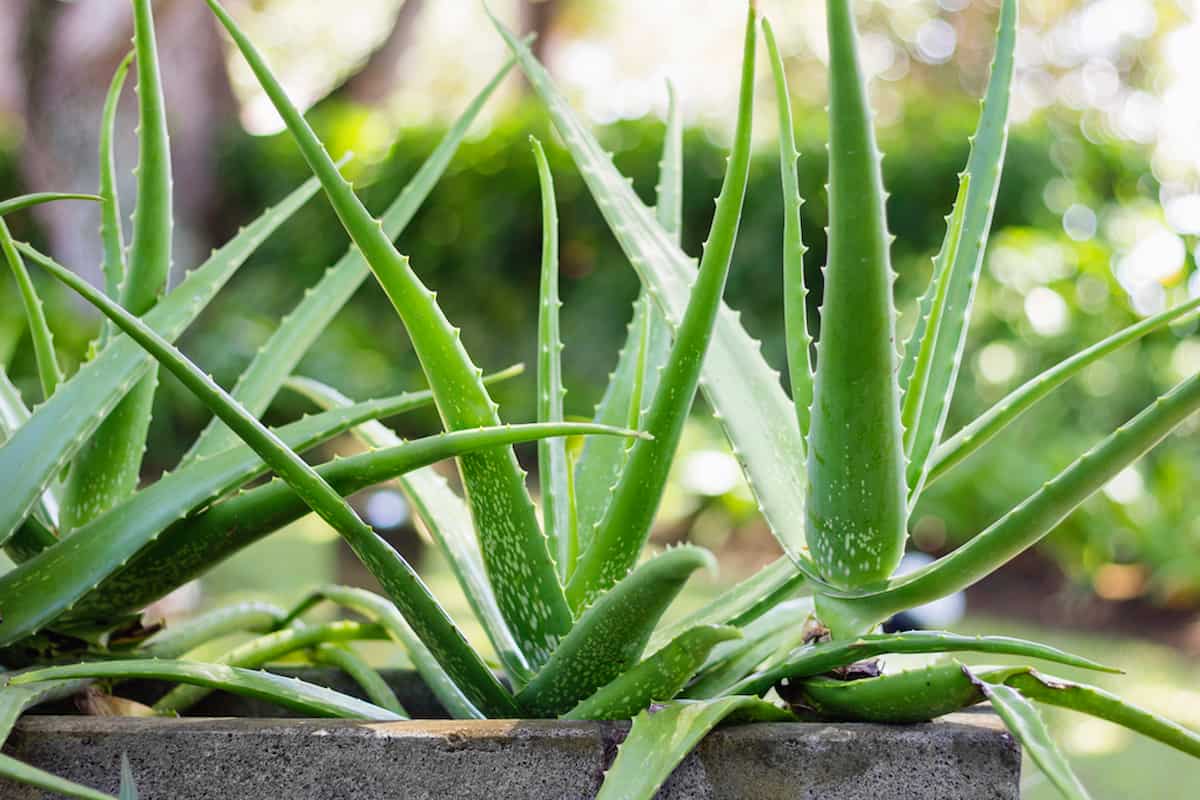 Do Aloe Vera Plants Explode