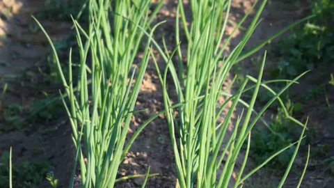 Do Onion Plants Like Coffee Grounds
