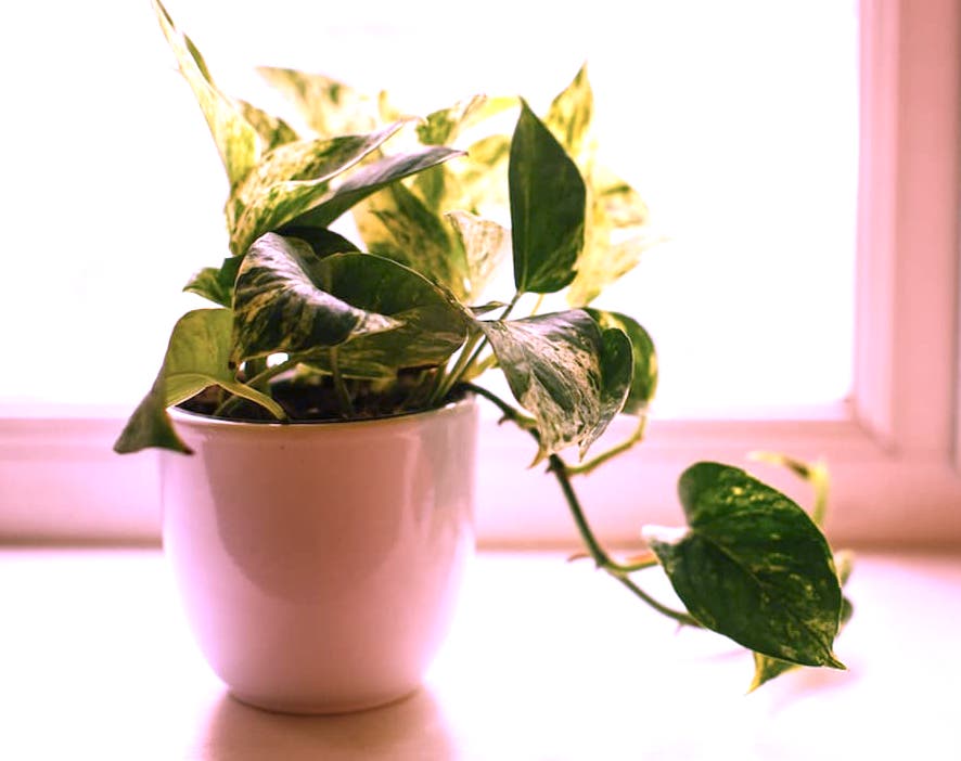 How To Revive Dead Pothos Plant – A Helpful Guide