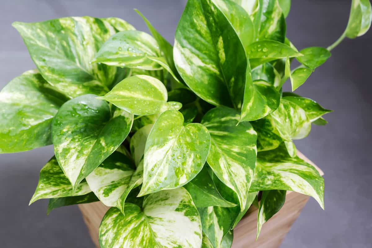 How To Revive Dead Pothos Plant A Helpful Guide