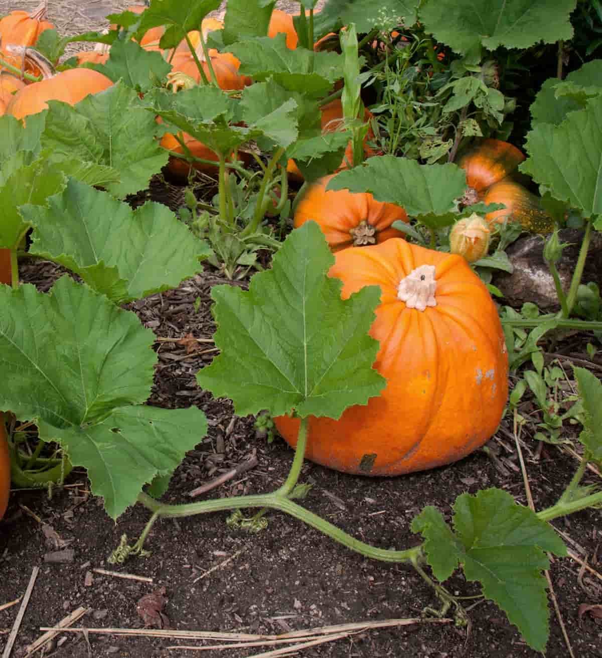 Why Is My Pumpkin Plant Only Producing Male Flowers 4 Things To Know!
