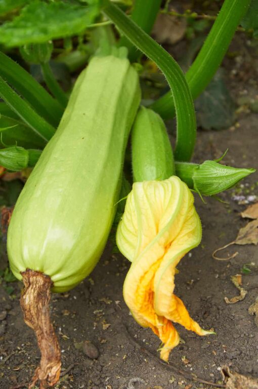 Why Are My Squash Plant Stems Splitting