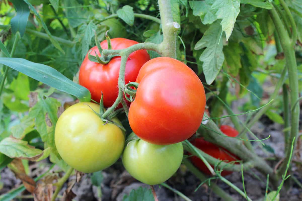 Why Do Tomato Plants Have Hairy Stems