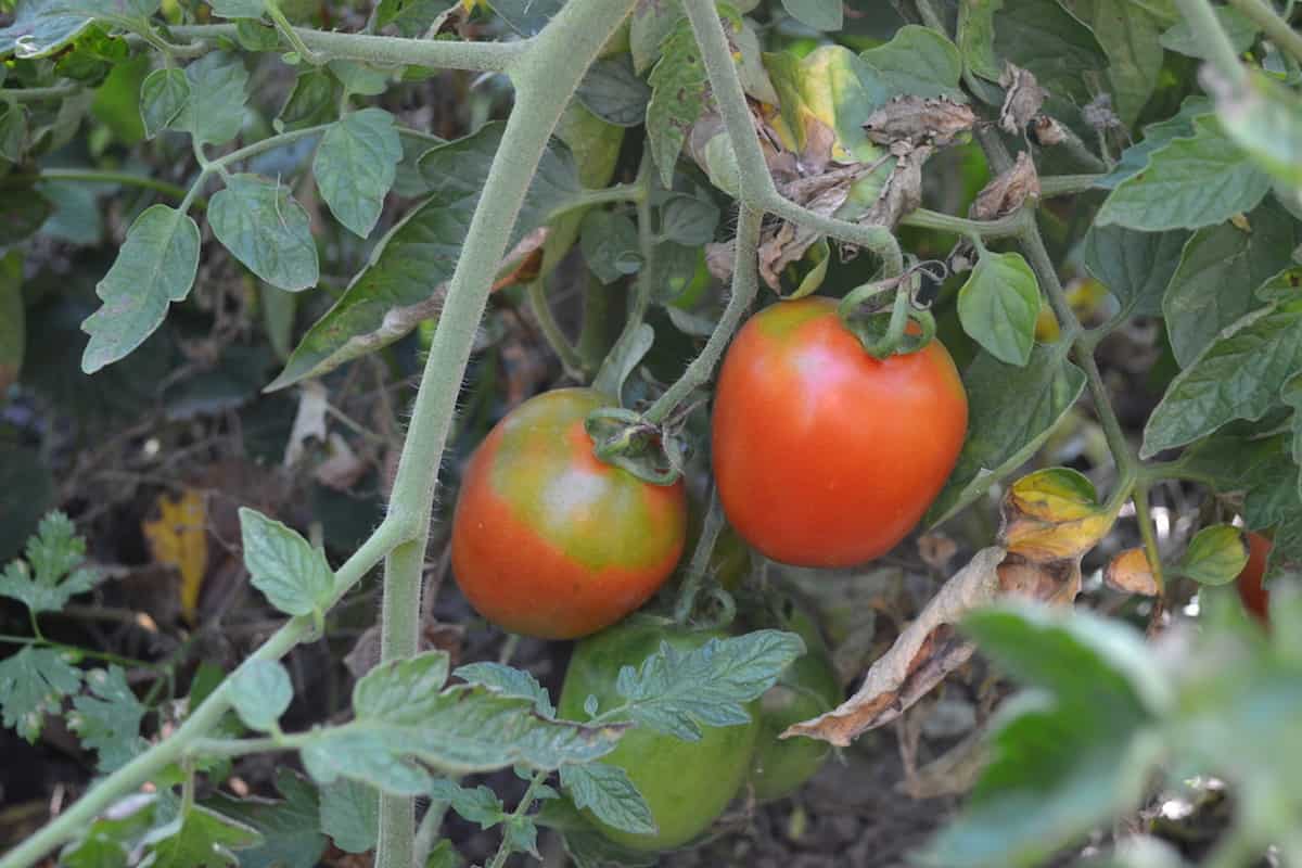 Why Do Tomato Plants Have Hairy Stems