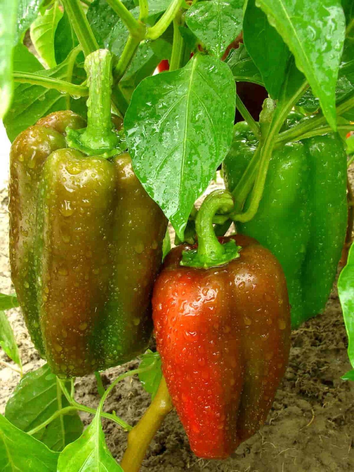 Why Do Some Peppers Grow Upwards