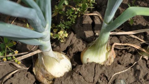 Can You Grow Onions Upside Down – What’s The Best Way?
