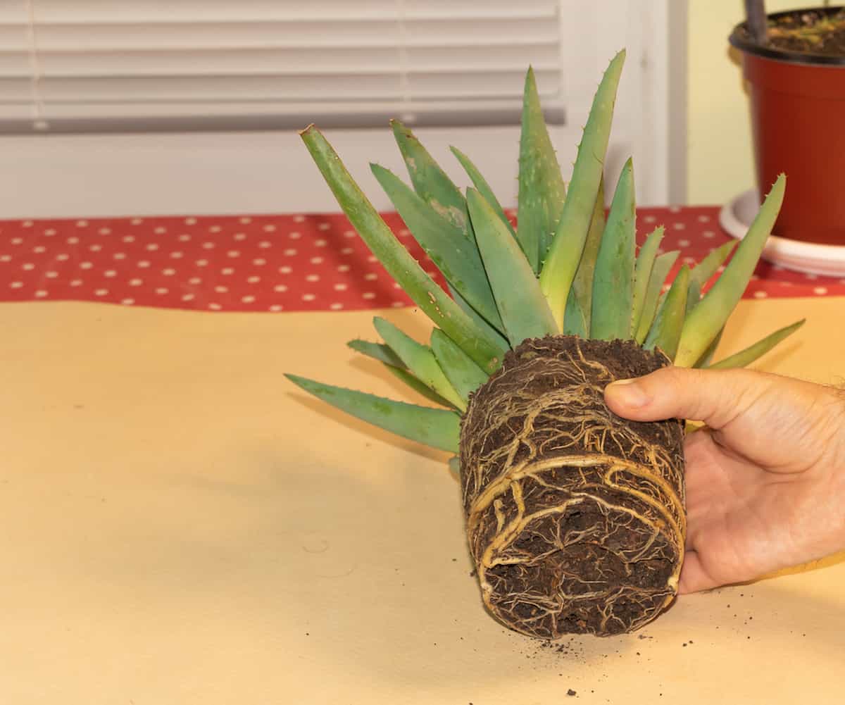 Do Succulents Like Being Root Bound